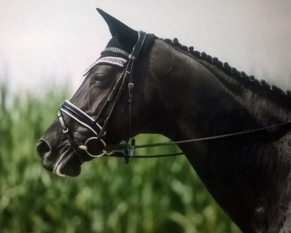 dressage horse Wiona (Hanoverian, 2007, from Worldly I) dressage horse Wiona (Hanoverian, 2007, from Worldly I)