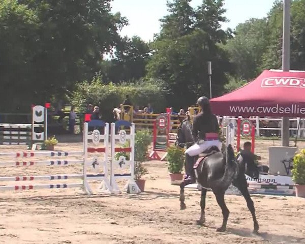 Reitturnier Tangstedt/Pinneberg 2016