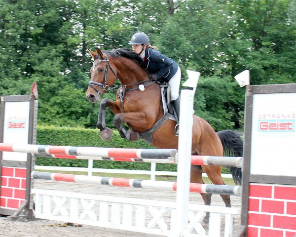 jumper Queenie Quirina (German Sport Horse, 2011, from Quiz)