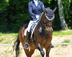 dressage horse Forintas (Trakehner, 2001, from Fortas)