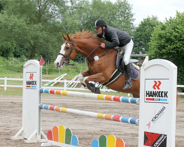 jumper Dinara 54 (Hessian Warmblood, 2004, from Dinard L)