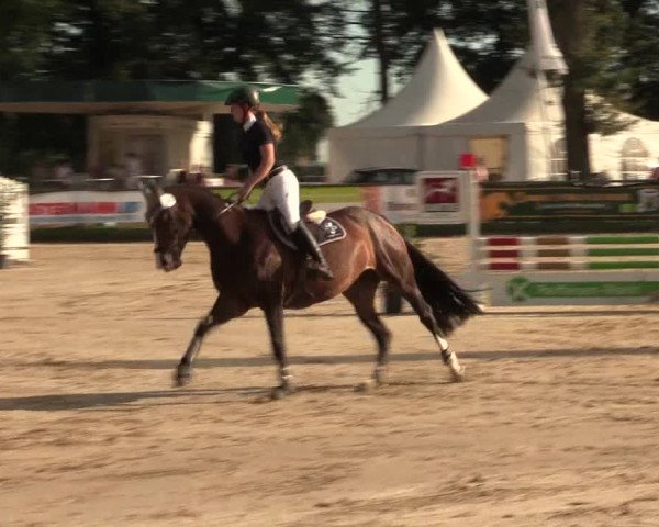 Reitturnier Datteln 2016