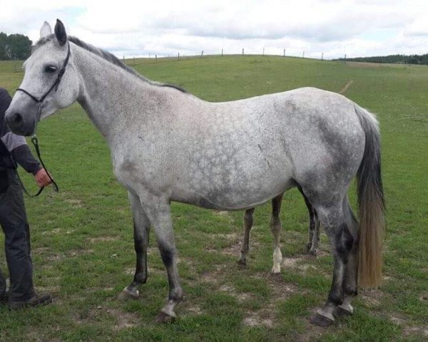 Zuchtstute Action Lady (Holsteiner, 2008, von Colman)