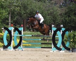 jumper Centurion Z (Zangersheide riding horse, 2013, from Cool Man K)