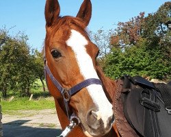 jumper Tessa 275 (unknown, 2009)