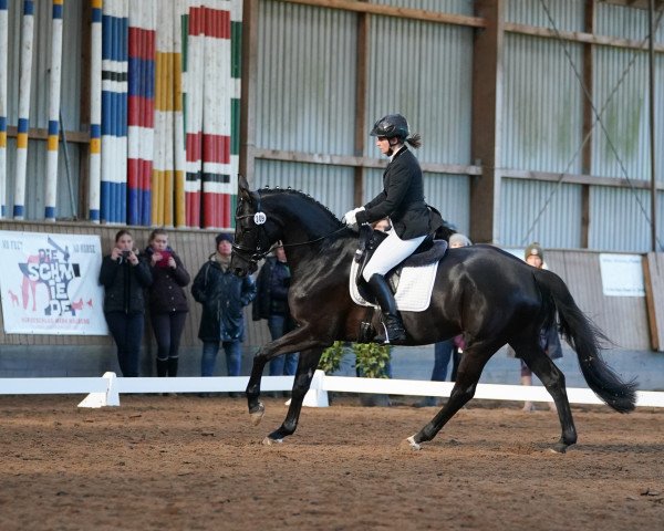 dressage horse Golina 12 (Trakehner, 2014, from Rheinklang)