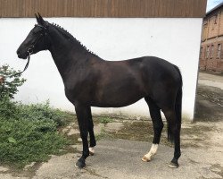 broodmare Daria Blue (Mecklenburg, 2016, from Diarado)
