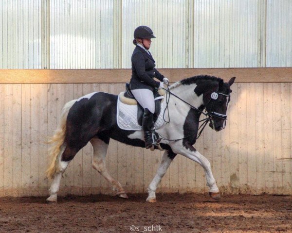 dressage horse Shika (Pinto, 2009)