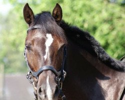 dressage horse Charmeur (German Riding Pony, 2005, from Charivari)