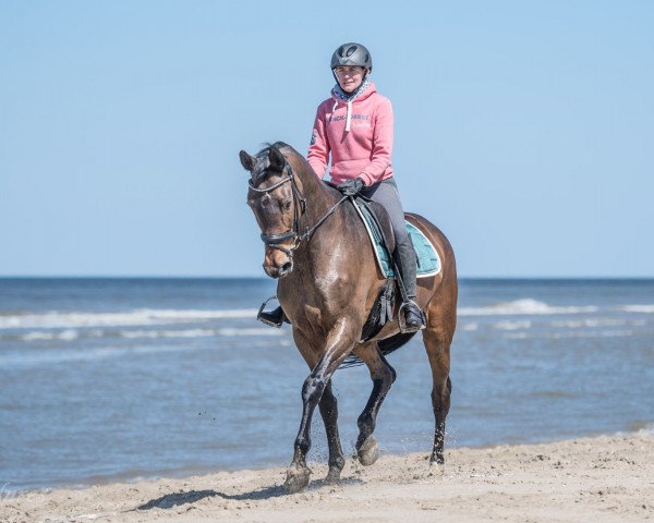 broodmare Kontessa IV (Trakehner, 1999, from Buddenbrock)