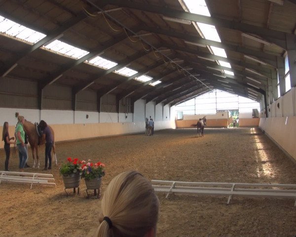 Reitturnier Datteln 2016