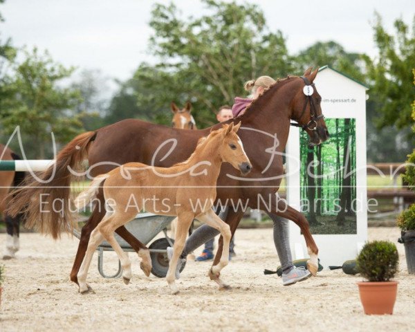 broodmare Stute von A new Star I / Donchester (German Riding Pony, 2019, from A new Star)