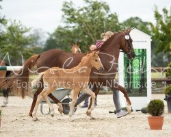 Zuchtstute Stute von A new Star I / Donchester (Deutsches Reitpony, 2019, von A new Star)