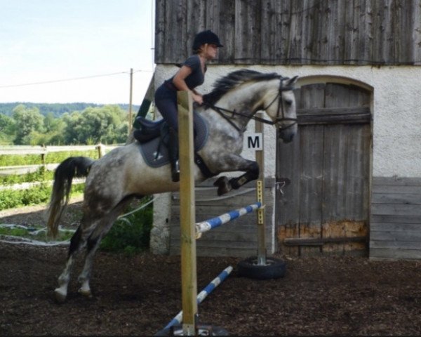 jumper San Diego C (German Riding Pony, 2007, from Starlight 189)