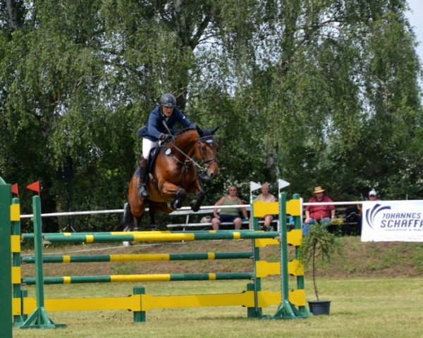 jumper Johnny English Vda (Holsteiner, 2008, from Quo Vados I)
