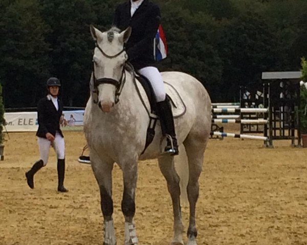 dressage horse Levy 3 (Westphalian, 2011, from La Calido)