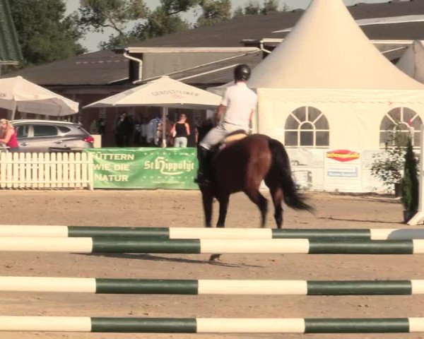 Reitturnier Datteln 2016