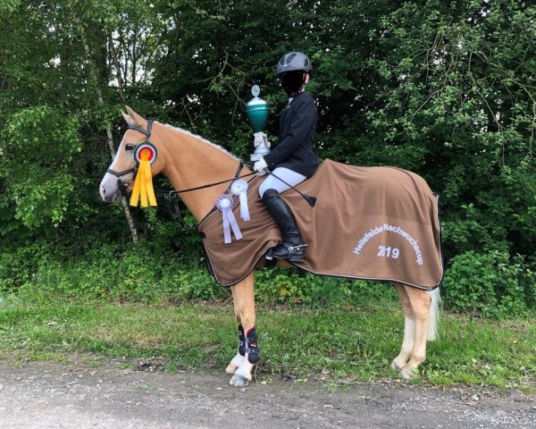 Dressurpferd Beschenhof Next Topmodel Blondy (Welsh Pony (Sek.B), 2007, von Campari)