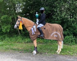 Dressurpferd Beschenhof Next Topmodel Blondy (Welsh Pony (Sek.B), 2007, von Campari)