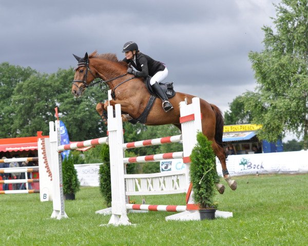 Springpferd Chevignon (Deutsches Sportpferd, 2006, von Celentano)