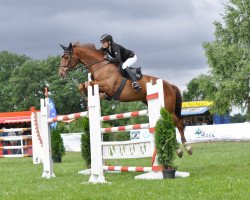 jumper Chevignon (German Sport Horse, 2006, from Celentano)