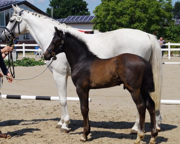Pferd Bela' Classic S (Westfale, 2019, von Balous Bellini)