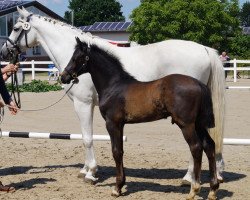 Pferd Bela' Classic S (Westfale, 2019, von Balous Bellini)
