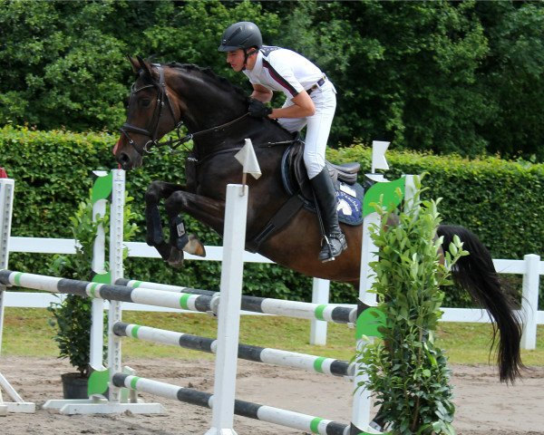 jumper Cornet's Blue (Oldenburg, 2014, from Chaccato)
