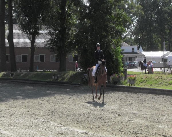 Reitturnier Datteln 2016