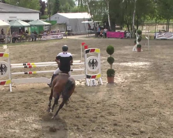 Reitturnier Königsbach 2016
