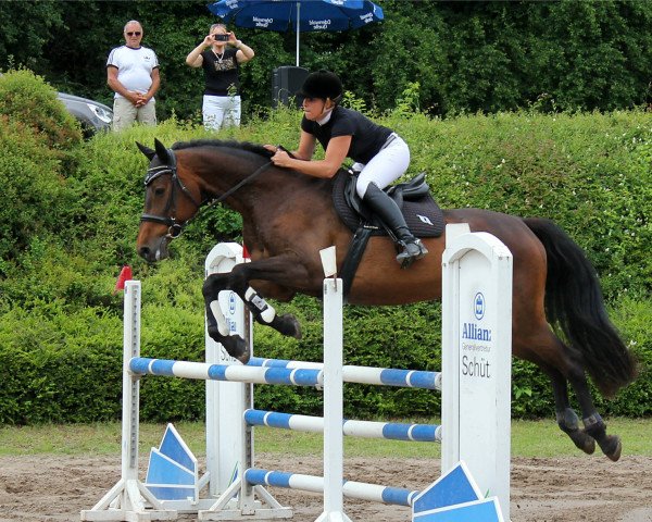 Springpferd Ceckita (Holsteiner, 2007, von Cardenio)