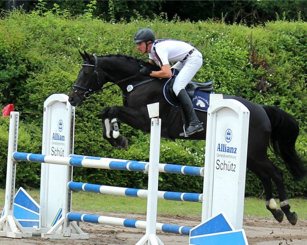 jumper Donna Laticia (Oldenburg, 2009, from Diarado)