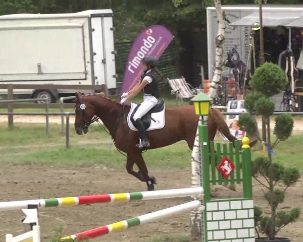 Reitturnier Königsbach 2016