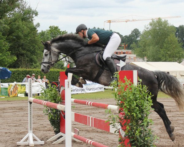 Springpferd Cody E (Oldenburger Springpferd, 2011, von Corlensky G)