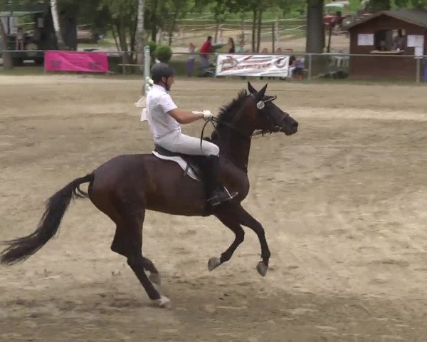 Reitturnier Königsbach 2016