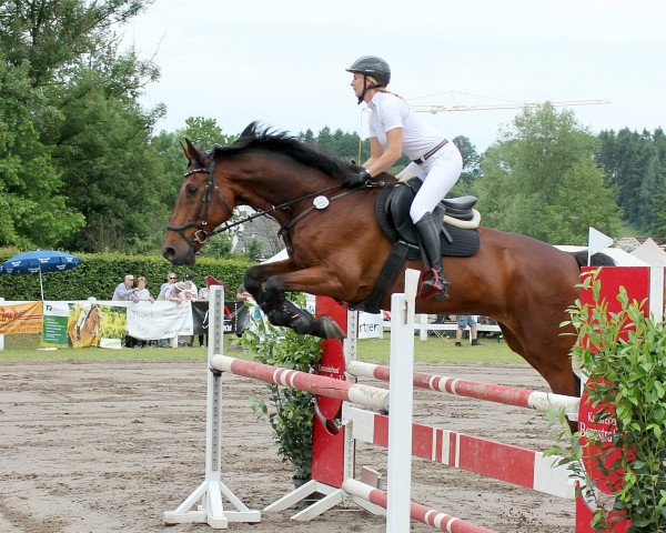 jumper Navarro (Holsteiner, 2004, from Nekton)