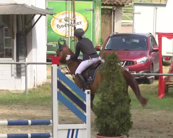Reitturnier Königsbach 2016