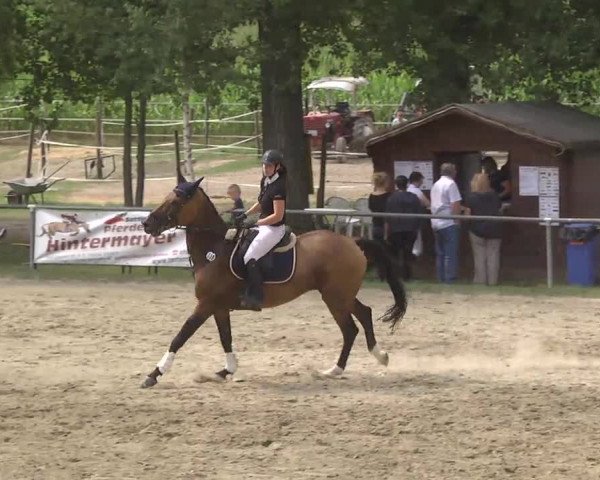 Reitturnier Königsbach 2016