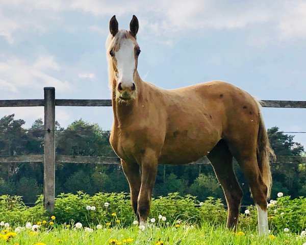 horse Mathilda H (German Riding Pony, 2018, from FS Mr. Right)