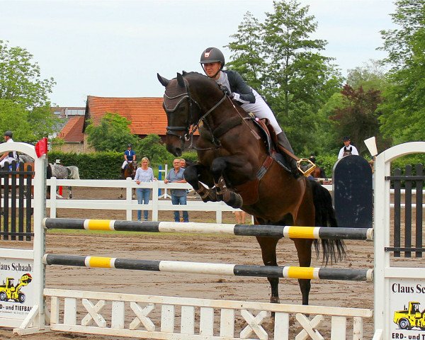 jumper Colorado 241 (KWPN (Royal Dutch Sporthorse), 2007, from Odermus R)
