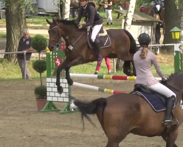 Reitturnier Königsbach 2016