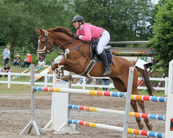 Zuchtstute Paradized Dream (Hannoveraner, 2010, von Perigueux)