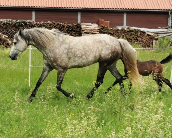 horse Beechtree Snow Fairy (Connemara Pony, 2014, from I Love You Melody)