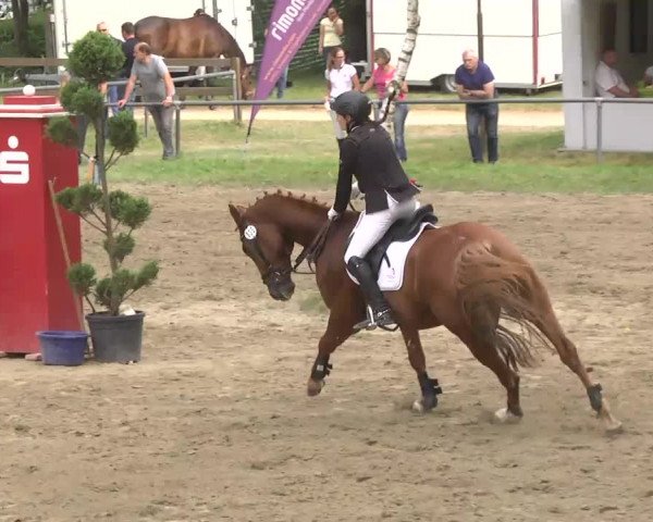 Reitturnier Königsbach 2016