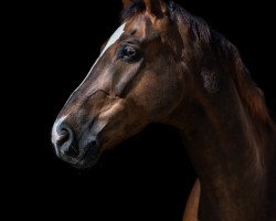 dressage horse Cody K (Oldenburg, 2007, from Collin L)