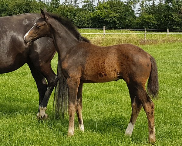 horse Ein Stern WF (Westphalian, 2019, from Escamillo)