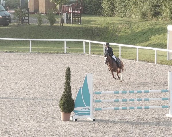 Pferdesporttage Bülach 2021