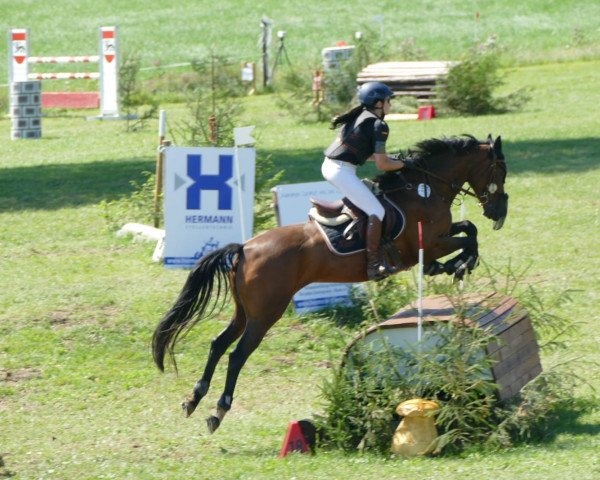 jumper Dana Darina (Württemberger, 2008, from Birkhofs Denario)