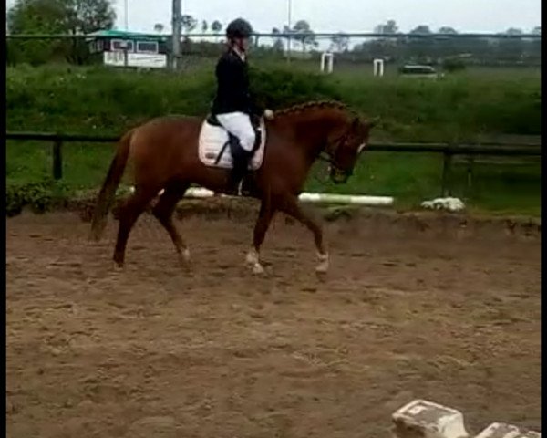 dressage horse Wincent v.L. (Württemberger, 2007, from Worldly I)
