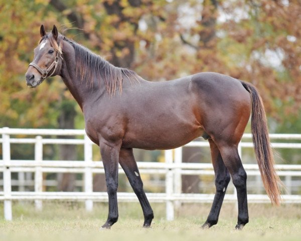 stallion Kaneko xx (Thoroughbred, 2001, from Pivotal xx)